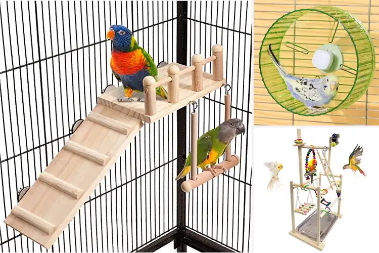 Detailed view of Best Bird Exercise Equipment
